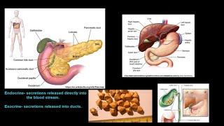 Grade 11 Life Sciences Human Nutrition Part 1