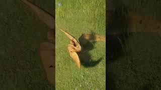 In Jurassic Park, death comes suddenly. Geosternbergia   Jurassic World Evolution 2