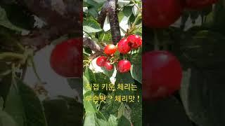 #체리️직접키운 체리는 무슨맛 ? 체리맛 !