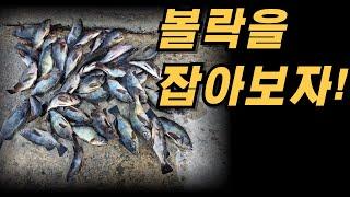 손맛 입맛 두가지 다 최고인 볼락 / 볼락마릿수하는비결  볼락포인트 볼락루어 운용하는방법