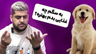 به سگ ها چه غذایی بدیم بهتره | غذای خشک یا غذای خونگی