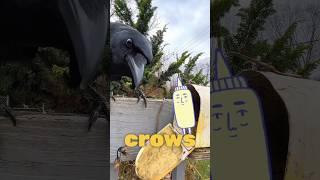 do crows like minnows?