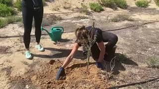 Goumbook x LinkedIn | Ghaf Tree Planting | Dubai | 2024 05 10