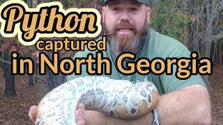 Python found crawling near the Chattahoochee River in North Georgia