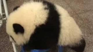 小胖胖熊猫，好可爱。cute panda