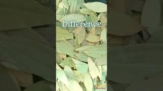 B1 Handpicked Bay Leaves l Tej Patta l Laurel Leaves