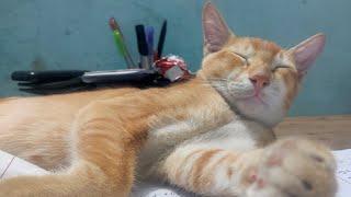 Lazy #Cat Sleeping Funny Video | Orange Ginger Kitten Cute Nap |আমার #বিড়াল MiLo ডেঞ্জারাস ঘুম #Pet