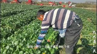 河南有一种蔬菜香港人和广东人最爱吃，现在正在采摘，你喜欢吃吗