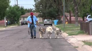 Walking the Wolfdogs