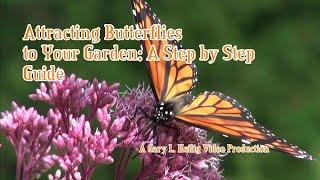 Attracting Butterflies to Your Garden: A Step by Step Guide