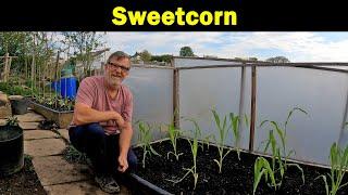 Sweetcorn | How to plant Sweetcorn | Protecting Sweetcorn | Growing Sweetcorn | Green Side Up