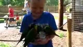 Feeding Lorakeet birds