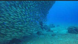 TUNA TORNADO - Underwater water  ocean fish  animals