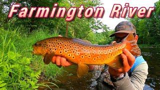 SULPHUR HATCH | Farmington River DRY FLY Fishing