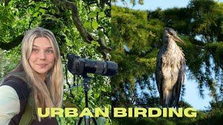 Urban Birding in Bergen, Norway | Observing Starling & Heron Chicks from Nest to Flight