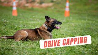 Drive Capping With a German Shepherd | Grassroots K9