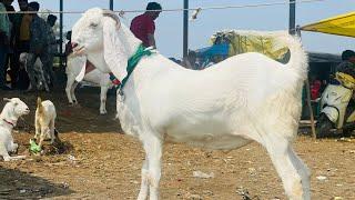 Dewas bakra mandi 17 October 2024