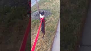 Funny Boston Terrier Runs On Two Legs Like A Human!