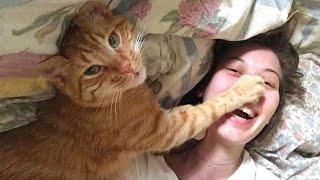 This Orange Cat Was Born a Comedian – You’ll Laugh All Day!  Funny Cat TV