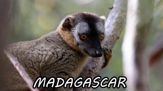 Madagascar - Ranomafana, Kirindy and Mantadia