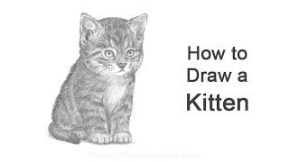 How To Draw Kitten Sitting