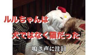 【ルルちゃんの鳴き声】犬ではなく猫だった #実際映像 #頑張れルルちゃん #yorkie #dog #cat