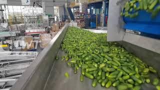 glass jar filling machine for cucumber gherkin canned food