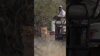 what can you do.#safari #lion #Africa #guide