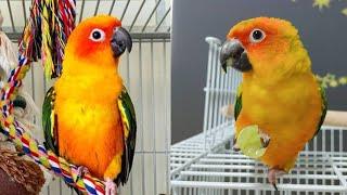 Jenday Conure vs Sun Conure | Sun Conure Sounds | Jenday Conure Talking | Conure Sounds & Talking