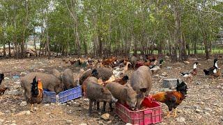 Thăm khu trang trại nuôi heo rừng, gà thảo dược, vịt siêu thịt ở Bên Sông Farm | Bếp Nhà Vườn