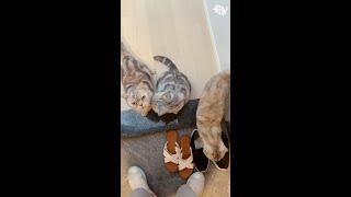 First meeting after family trip / cats' reaction