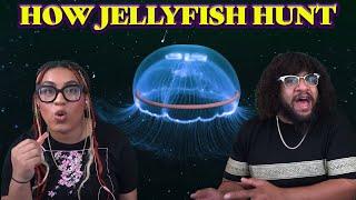 The Hunting Methods Of Jellyfish | ZeFrank Reaction