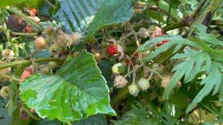 Into the Nature and finding Treasure around us… #naturelovers #berry #kalaw #travel #agirlfromburma