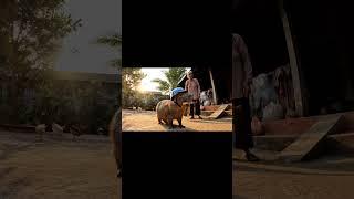 Bà và Capybara | Capy bị gà mổ #capybara  #ytshorts  #trending  #funny  #shorts  #fyp #bavacapybara