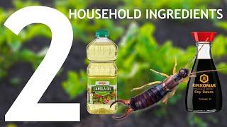 Working 2023 | Earwig and Other Bug Trap: 2 Household Ingredients! It works!!!