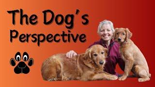 The Dog's Perspective - Dog Training from the Dog's Point of View