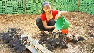 Harvest Ducks After 3 Months of Raising Goes To Market Sell - Repair Duck Coop And Buy Ducklings