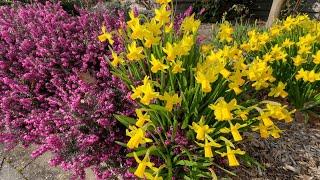 Charming Tete-a-Tete Daffodils & Bird Song (Early Spring Garden Tour)