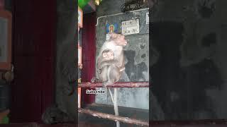 Monkey  Fun #shortvideo #trending #comedy
