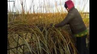 Living willow structure management