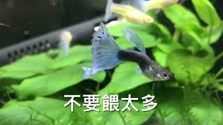 養魚先養水之養孔雀魚前的基本認識與規劃