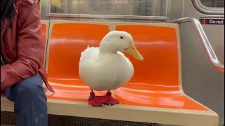 I took my duck on the NYC subway