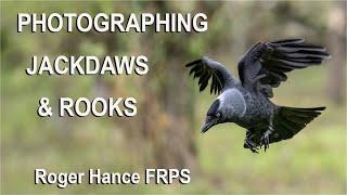 OM1 -  Photographing Jackdaws and Rooks