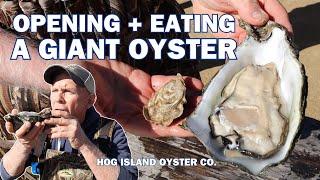 Open & eat a GIANT OYSTER | Hog Island Oyster Co.