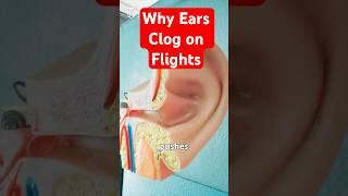 How to Pop Your Clogged Ears on Flights & Why Ears Clog When You Fly️  #flyinghack #travelhacks