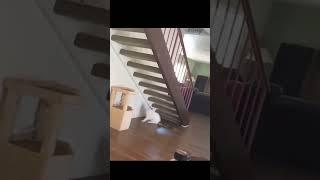 DOG AT END  #babyanimals #cuteanimals #feelgoodvideo #funnypets #cute