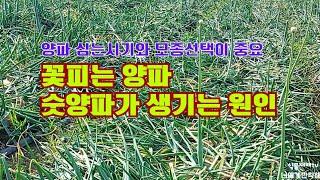 양파 심는 시기와 모종선택// 꽃피는 양파 숫양파 원인//모종크기와 심는시기가 중요//