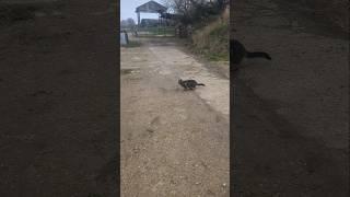 Farm Cat at Work