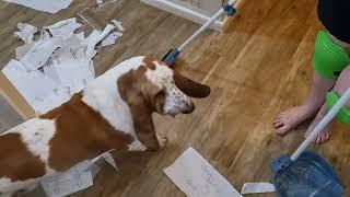 Angus Basset saves mum from the broom