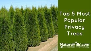 Top 5 Most Popular Privacy Trees | NatureHills.com